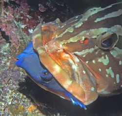 Nassau Grouper trying unsuccessfully to swallow a Blue Ta... by Jim Chambers 
